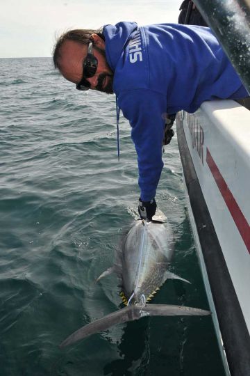 Catalina rig for bluefin tuna fishing: simple and effective!