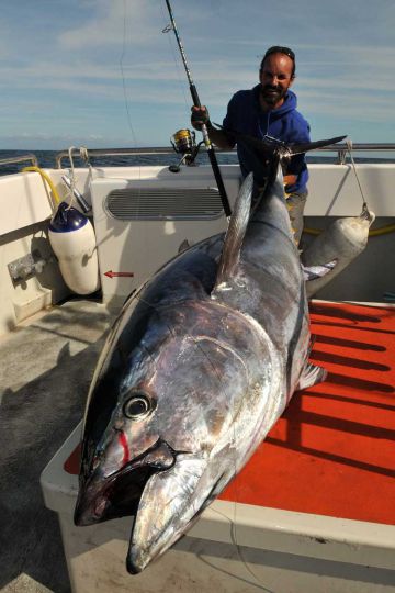 Bluefin tuna, the return of the giant