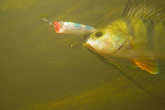 Pêche au popper