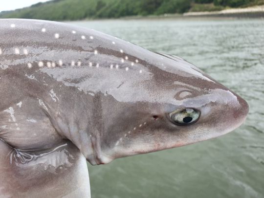 Pêche de l'émissole