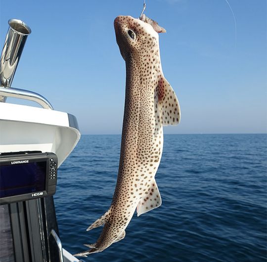 La roussette se nourrit de chair de maquereau