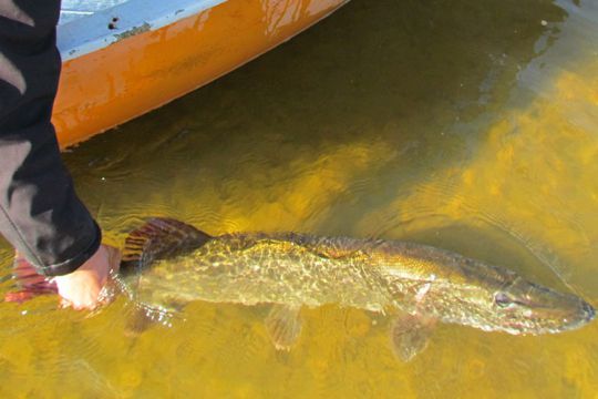 Un gros brochet
