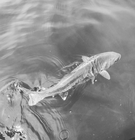 Peche en traction 