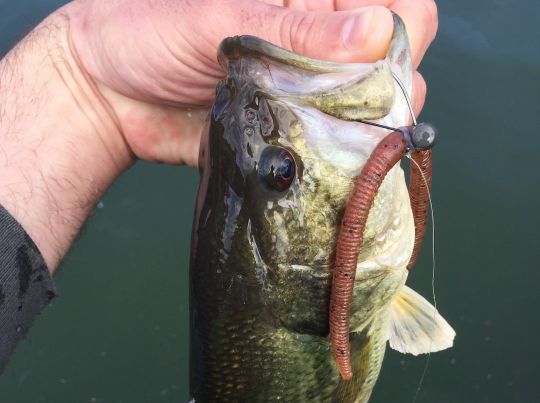 Black-bass pris en Inch Wacky.