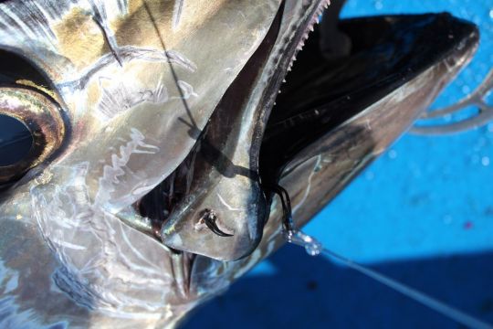 Le circle hook est auto-ferrant, il suffit simplement de mettre la ligne en tension.