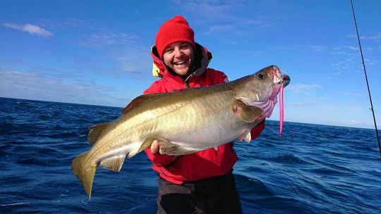 Joli lieu jaune qui a succombé au jig hareng rose en 250 grammes.