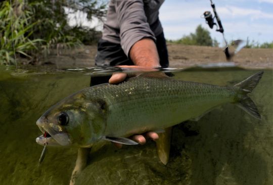 Shad shad: know how to catch them at the right time and with the