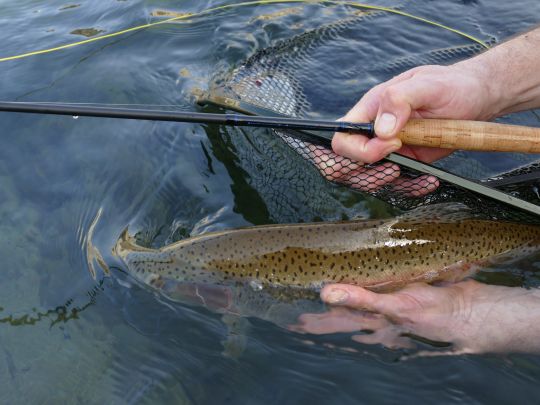 Where to fish for trout during the closed season in the first