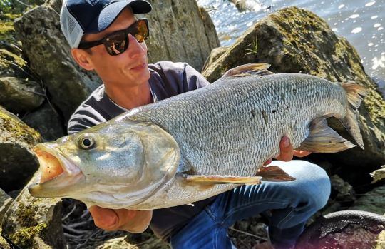 Gros spécimen d'aspe pêché dans l'est de la France. © Maxime Aubert