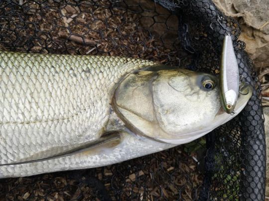 Essentiellement piscivore, l'aspe répond très bien au leurre.