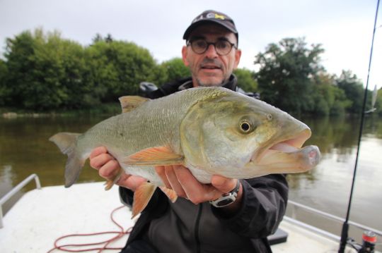 Aspe blessé au niveau de la mâchoire inférieure à force de chasser les poissons sur le fond.