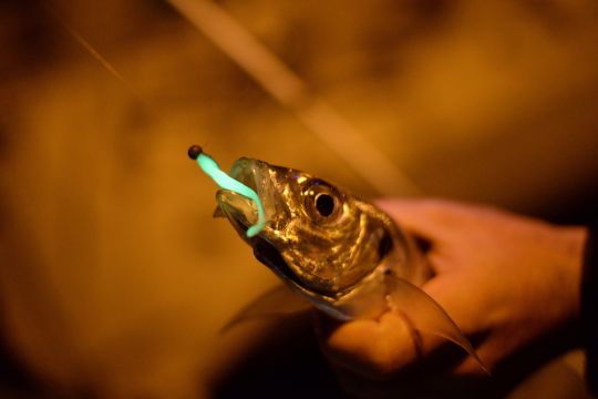 Chinchard (Aji en japonais) pris de nuit dans un port.