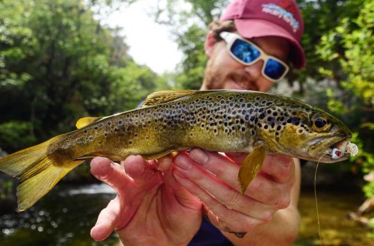 Jolie fario séduite par un petit shad.