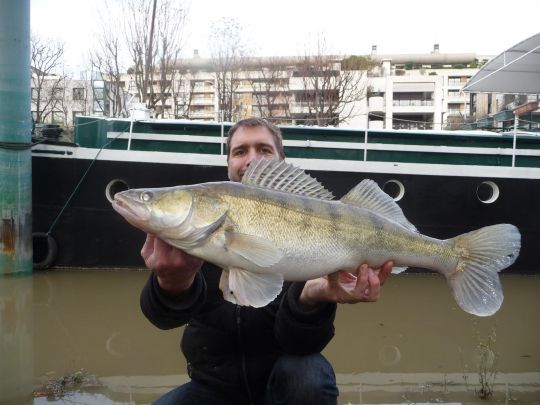 Les eaux teintées sont excellentes pour le sandre.