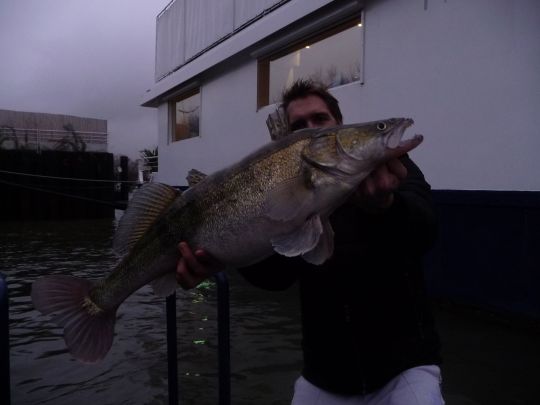 Le moindre décroché de berge créé un amorti qui retiendra les sandres à un moment ou un autre.
