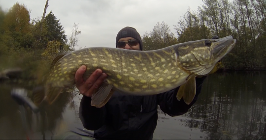 Brochet pris lors de la transition automne-hiver sur un jerkbait en eau froide.