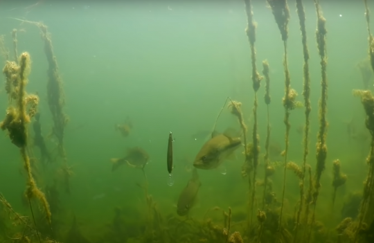 Un banc de bass bien enervé (Source : Youtube / Tactical Bassin)