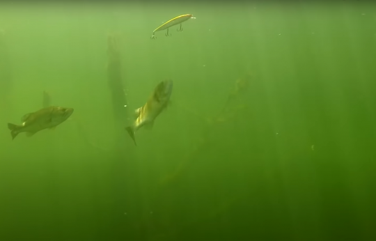 Deux bass postés dans un arbre noyé, suspendus dans la colonne d'eau, qui ont bien repéré le jerk ! (Source : Youtube / Tactical Bassin)