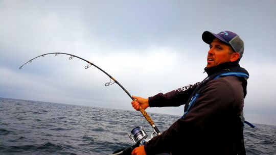 Combat face à un géant des mers : le thon rouge.