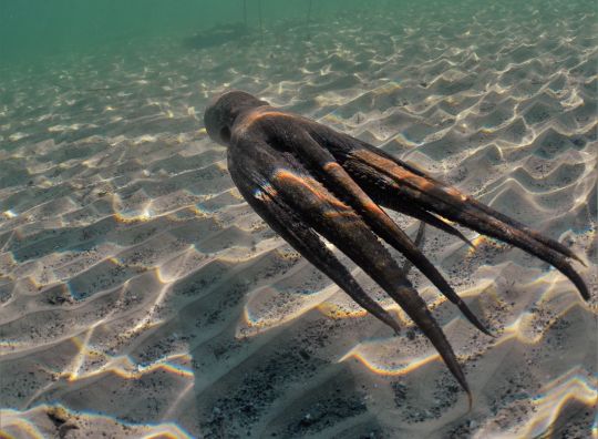 La pieuvre, céphalopode emblématique, présente majoritairement en Méditerranée.