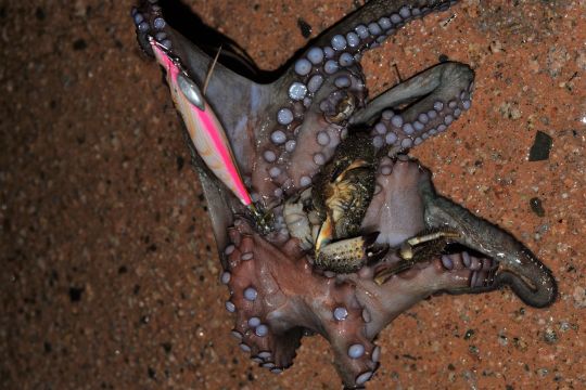 Poulpe pris sur une turlutte à lancer.