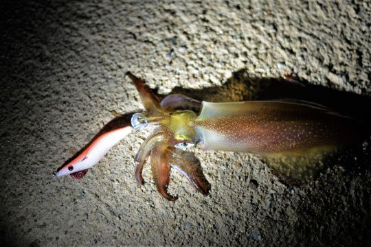 Calamar capturé de nuit sur une turlutte à lancer rose fluo.
