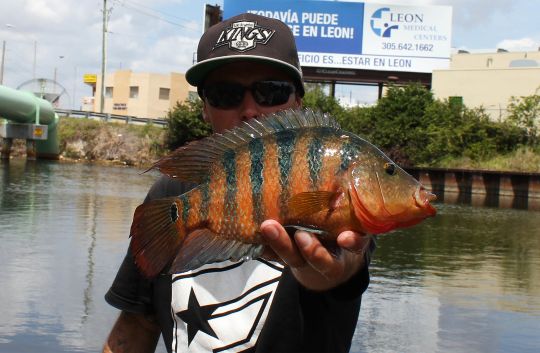 Mayan Cichlid