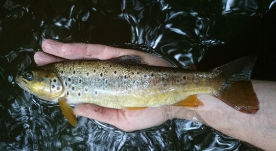 Les truites de plus de 30 cm sont presque des trophées dans les petits ruisseaux aux eaux acides.