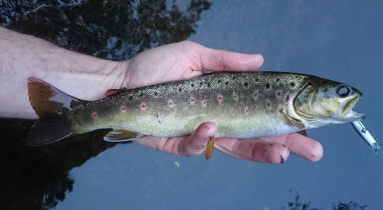 Le D contact est idéal pour pêcher les trous profonds.