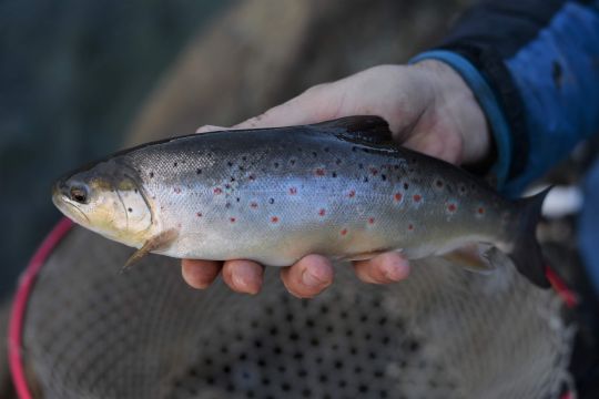 Une truite modeste à la physionomie de futur gros poisson !