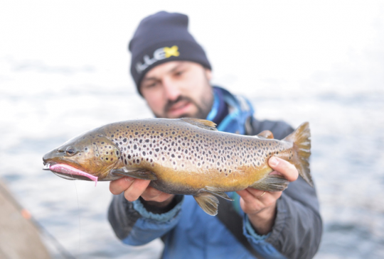 Premier poisson pour moi sur un leurre souple également, le Illex Magic Slim Shad 4'' coloris Magic Candy.