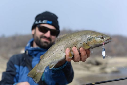 Encore une jolie truite à mettre au crédit de la Native Spoon Illex.