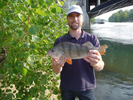 les gros poissons ont des besoins plus importants en nourriture et le groupe devient alors un problème. C'est la raison pour laquelle ils le quittent.