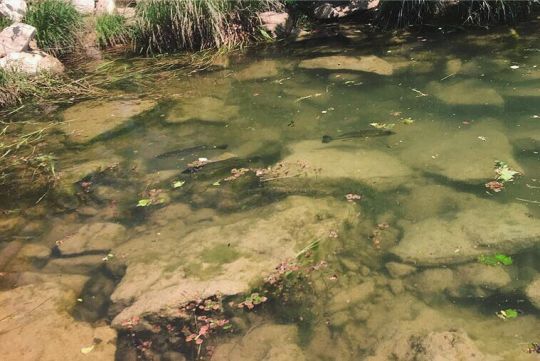 Regroupement de géniteurs dans le Vidourle, juste avant la reproduction (source : Jérémy Egea)