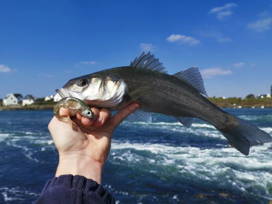 Les courants nourriciers abritent à un moment ou un autre des poissons. Cherchez la nourriture et vous trouverez les prédateurs.
