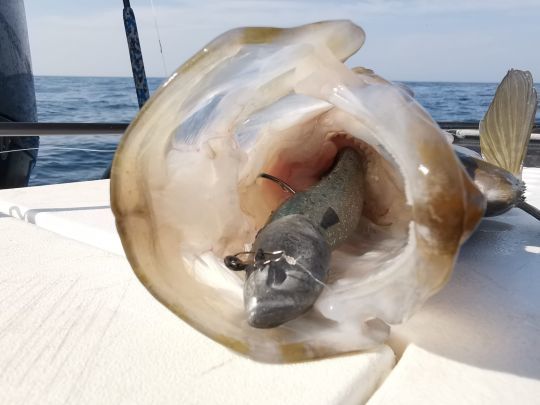 Sa bouche, très grande, lui permet de s'attaquer à des proies de taille conséquente. Il ne faudra pas hésiter à armer des leurres de grosse taille pour les solliciter