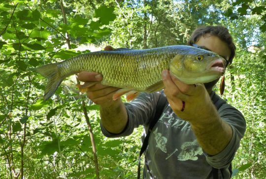 Joli chevesne qui a succombé à un poisson nageur bien présenté.