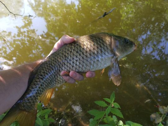 Sur une canne UL, un poisson d'1kg  offre déjà des beaux combats !