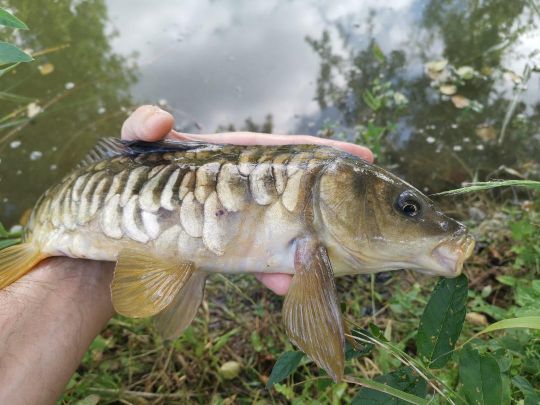 Une pépite pêchée dans une toute petite mare.