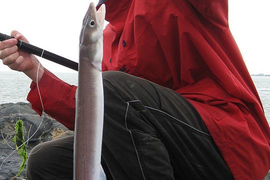 Un congre pris depuis une jetée à La Rochelle