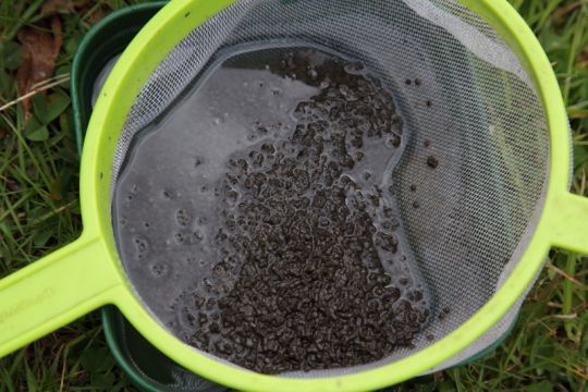 Wetting pellets for the method-feeder is simple and effective