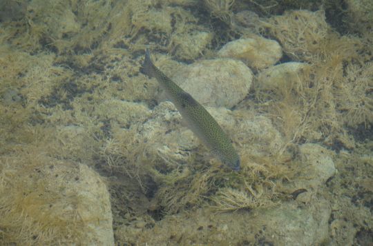 Des poissons acclimatés