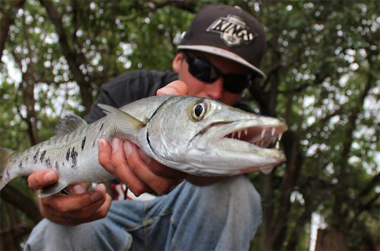 Pêcher le barracuda nécessite d'utiliser des hameçons solides.