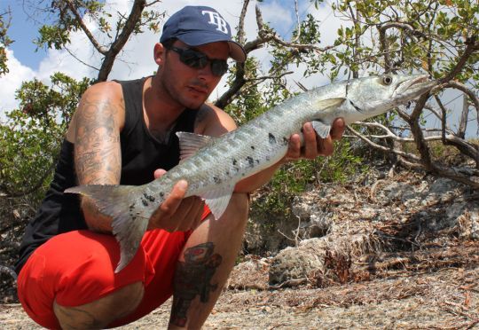 Barracuda pêché dans les Keys, Floride.