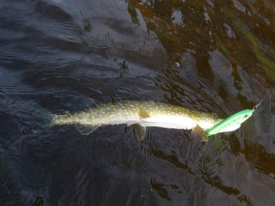 Pour les pêches aux leurres durs, une agrafe n'est pas indispensable mais conseillée.