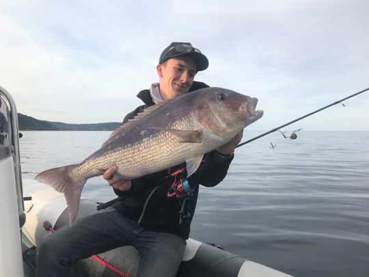 Un joli spécimen de denti