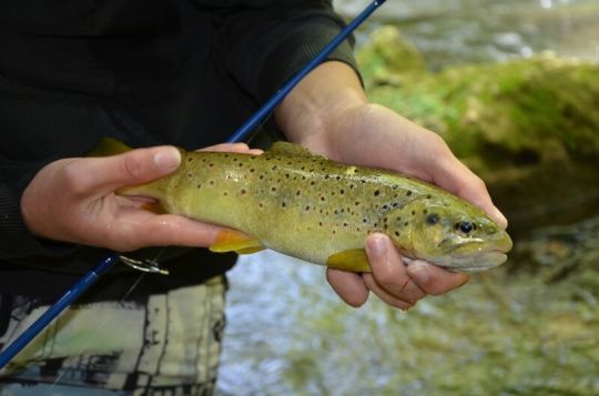 Une jolie truite prise au leurre