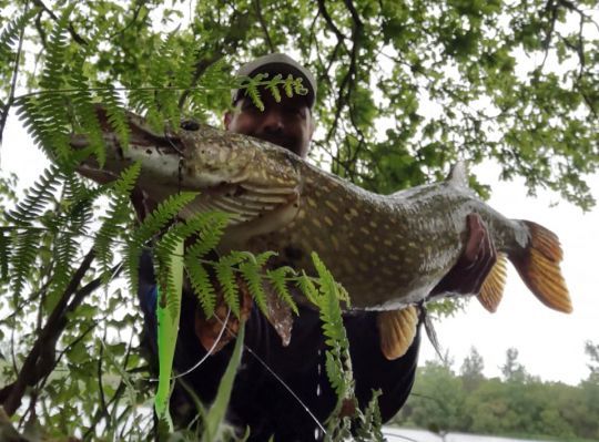 Lorsque la pression de pêche est importante, les gros sujets sont extrêmement méfiants et rares si il existe un prélèvement.