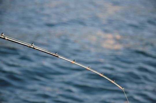 The equipment you need for effective tenya fishing in the