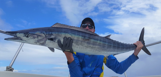 Discovering the wahoo, a predator that lives up to its name